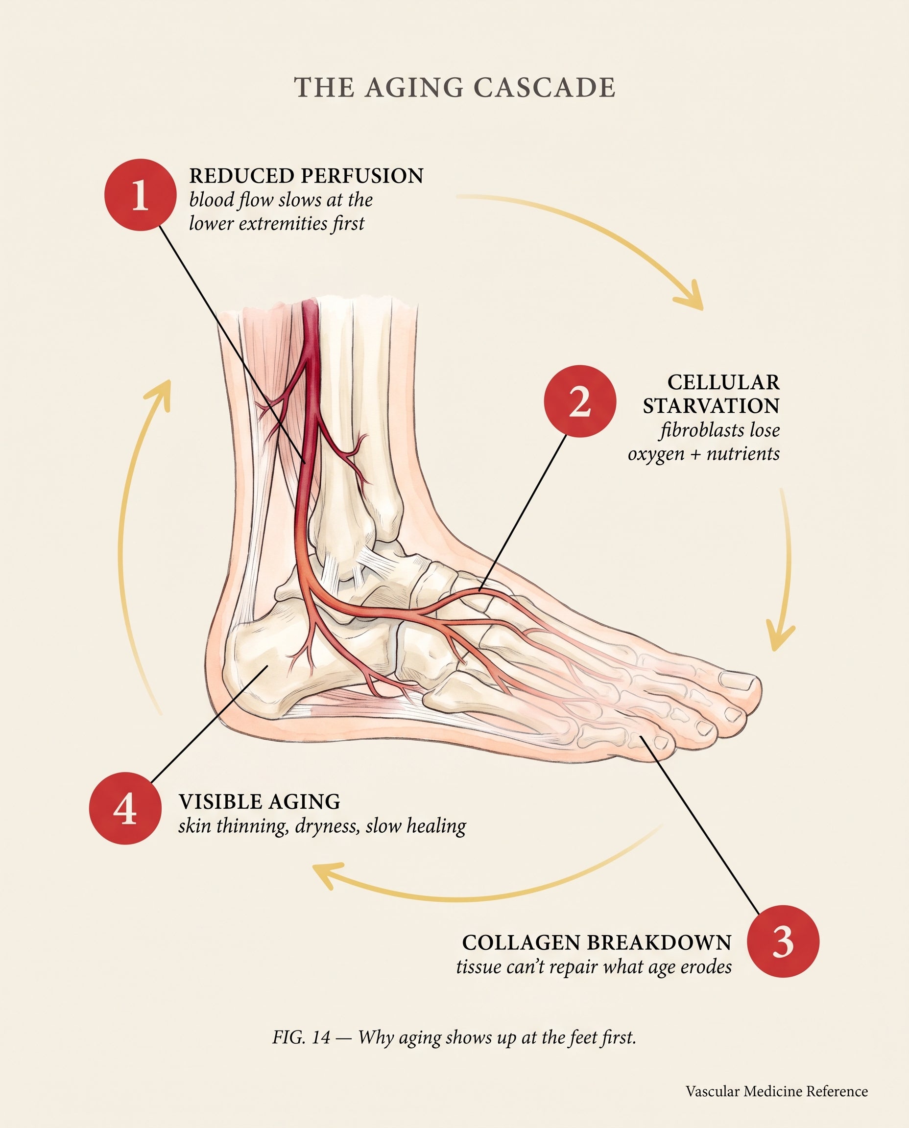 Anatomical diagram of the four-stage circulation aging cascade in the foot showing reduced perfusion, cellular starvation, collagen breakdown, and visible aging