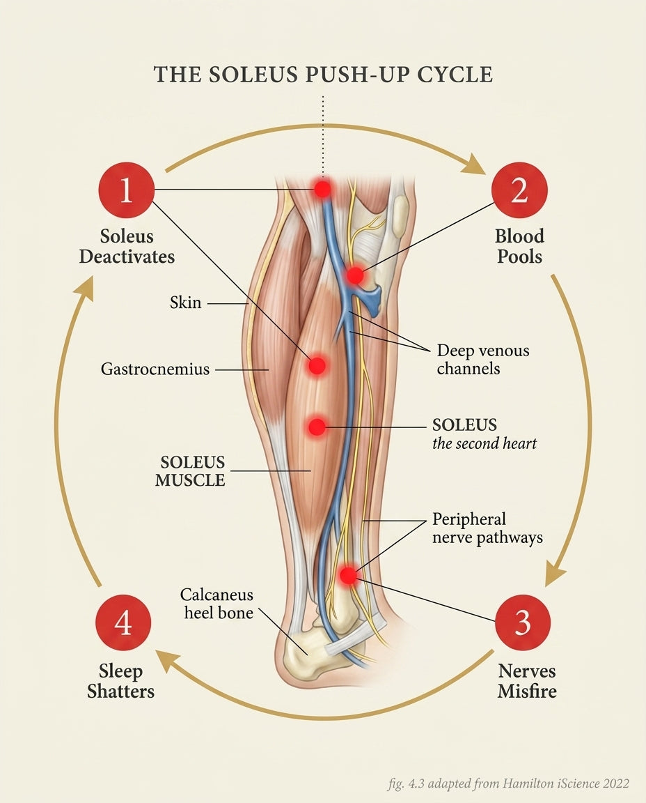Anatomical diagram of the Soleus Push-Up Cycle showing soleus deactivation, blood pooling, nerve misfire, and sleep shattering