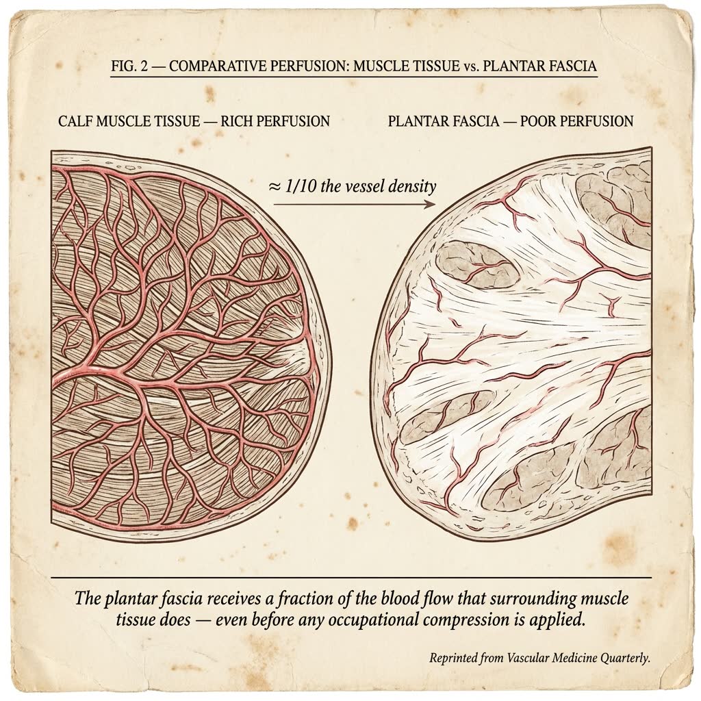 Comparison of blood flow in muscle tissue vs. plantar fascia