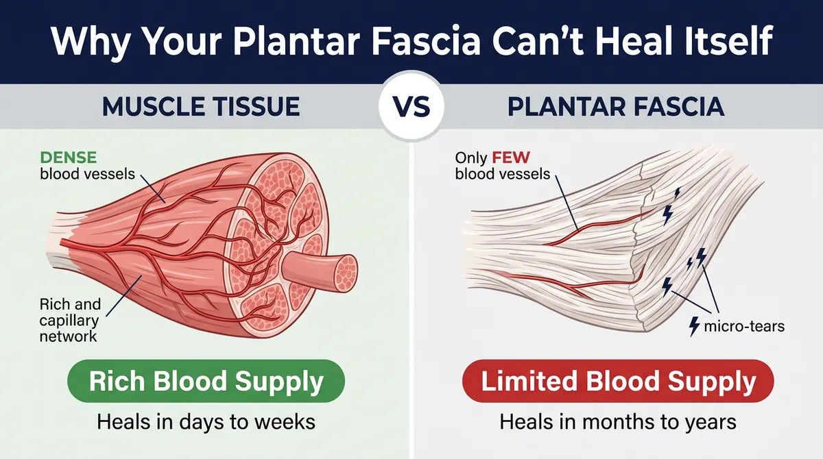 Comparison of muscle tissue vs. plantar fascia vascularization