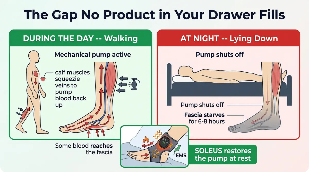 Blood flow drops at rest &mdash; walking pumps some blood to fascia, lying down starves it for 6-8 hours
